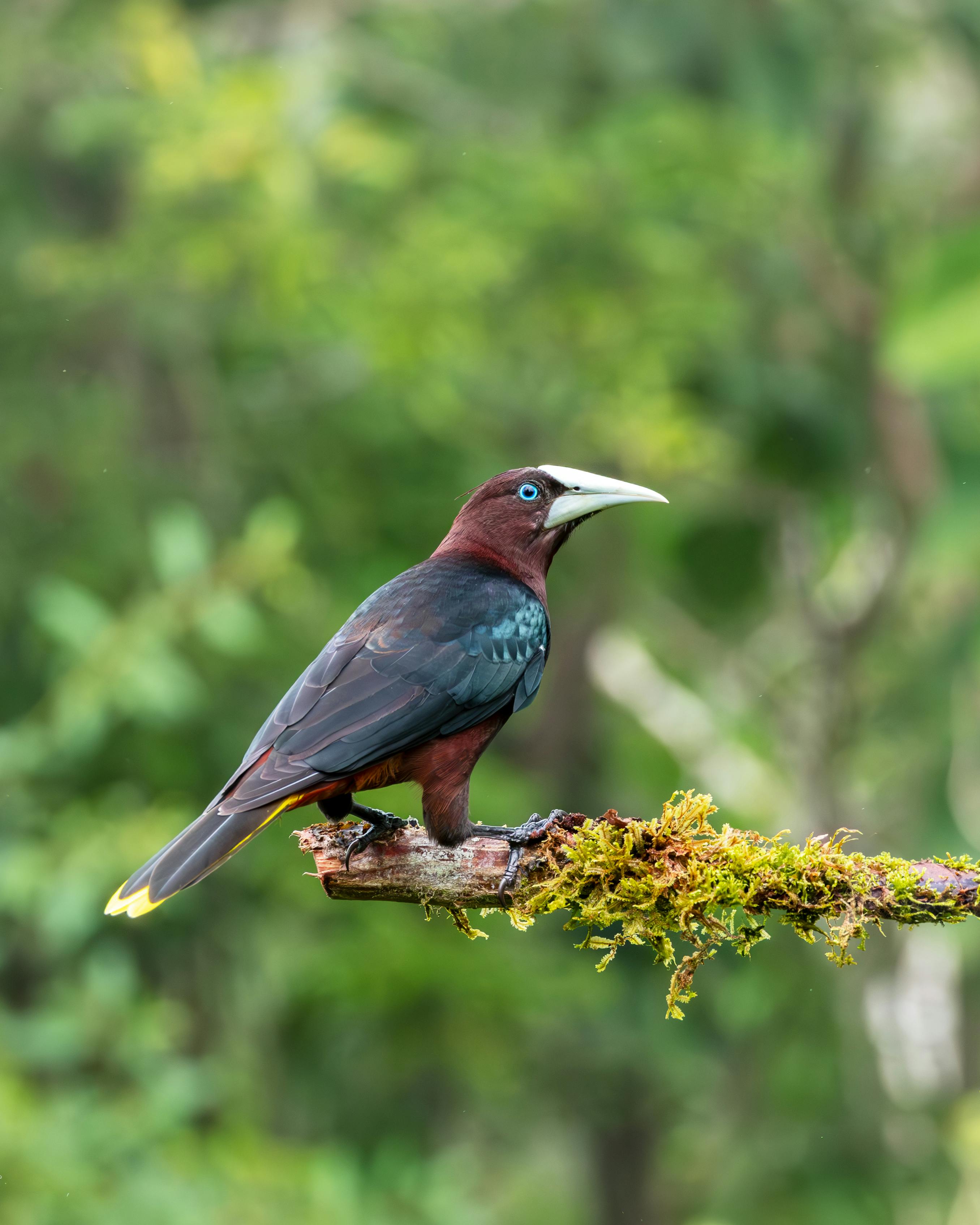 Caminata Naturalista